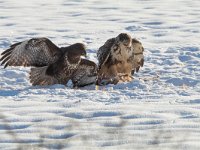 Buteo buteo 221, Buizerd, Saxifraga-Mark Zekhuis