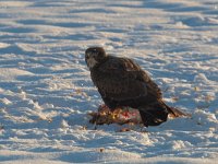 Buteo buteo 224, Buizerd, Saxifraga-Mark Zekhuis