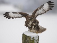 Buteo buteo 226, Buizerd, Saxifraga-Luuk Vermeer