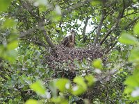 Buteo buteo 23, Buizerd, Saxifraga-Martin Mollet