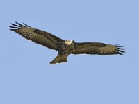 Buteo buteo 233, Buizerd, Saxifraga-Tom Heijnen