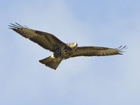 Buteo buteo 235, Buizerd, Saxifraga-Tom Heijnen