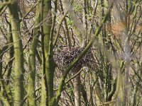 Buteo buteo 24, Buizerd, Saxifraga-Martin Mollet