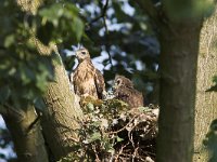 Buteo buteo 26, Buizerd, Saxifraga-Martin Mollet