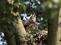 Buteo buteo 30, Buizerd, Saxifraga-Martin Mollet