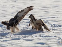 Buteo buteo 31, Buizerd, Saxifraga-Mark Zekhuis