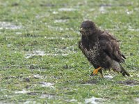 Buteo buteo 33, Buizerd, Saxifraga-Mark Zekhuis