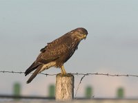 Buteo buteo 37, Buizerd, Saxifraga-Martin Mollet