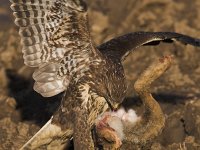 Buteo buteo 45, Buizerd, Saxifraga-Martin Mollet