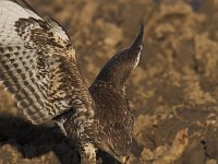 Buteo buteo 46, Buizerd, Saxifraga-Martin Mollet