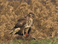 Buteo buteo 49, Buizerd, Saxifraga-Martin Mollet