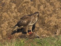 Buteo buteo 50, Buizerd, Saxifraga-Martin Mollet