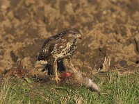 Buteo buteo 51, Buizerd, Saxifraga-Martin Mollet