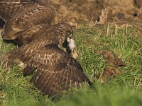 Buteo buteo 52, Buizerd, Saxifraga-Martin Mollet