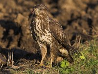 Buteo buteo 54, Buizerd, Saxifraga-Martin Mollet