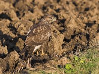 Buteo buteo 56, Buizerd, Saxifraga-Martin Mollet