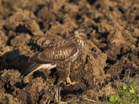 Buteo buteo 59, Buizerd, Saxifraga-Martin Mollet