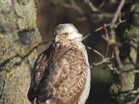 Buteo buteo 6, Buizerd, Saxifraga-Martin Mollet