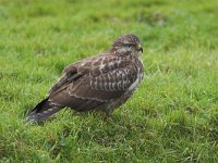 Buteo buteo 66, Buizerd, Saxifraga-Martin Mollet