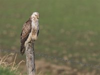 Buteo buteo 7, Buizerd, Saxifraga-Martin Mollet