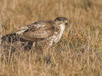 Buteo buteo 76, Buizerd, Saxifraga-Martin Mollet