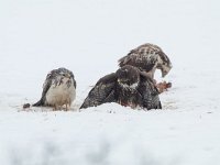 Buteo buteo 79, Buizerd, Saxifraga-Mark Zekhuis