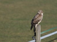 Buteo buteo 8, Buizerd, Saxifraga-Martin Mollet