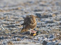 Buteo buteo 83, Buizerd, Saxifraga-Martin Mollet