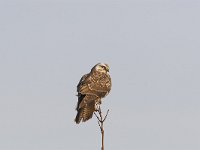 Buteo buteo 85, Buizerd, Saxifraga-Martin Mollet