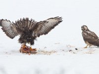 Buteo buteo 86, Buizerd, Saxifraga-Mark Zekhuis