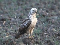 Buteo buteo 89, Buizerd, Saxifraga-Piet Munsterman