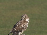 Buteo buteo 9, Buizerd, Saxifraga-Martin Mollet