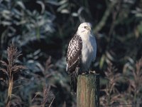 Buteo buteo 91, Buizerd, Saxifraga-Piet Munsterman