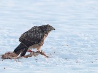 Buteo buteo 92, Buizerd, Saxifraga-Mark Zekhuis