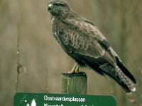 Buteo buteo 97, Buizerd, Saxifraga-Piet Munsterman