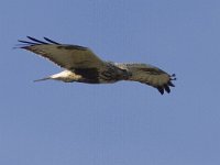 Buteo lagopus 11, Ruigpootbuizerd, Saxifraga-Mark Zekhuis