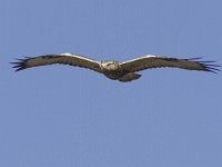 Buteo lagopus 13, Ruigpootbuizerd, Saxifraga-Mark Zekhuis