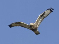 Buteo lagopus 14, Ruigpootbuizerd, Saxifraga-Mark Zekhuis