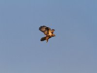 Buteo lagopus 19, Ruigpootbuizerd, juvenile, Saxifraga-Martin Mollet