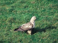 Buteo lagopus 2, Ruigpootbuizerd, Saxifraga-Piet Munsterman