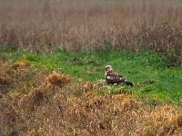 Buteo lagopus 21, Ruigpootbuizerd, Saxifraga-Hans Dekker