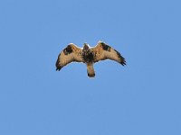 Buteo lagopus 22, Ruigpootbuizerd, Saxifraga-Tom Heijnen