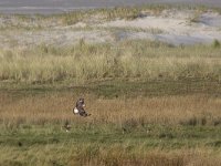 Buteo lagopus 7, Ruigpootbuizerd, Saxifraga-Mark Zekhuis