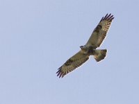 Buteo lagopus 9, Ruigpootbuizerd, Saxifraga-Mark Zekhuis