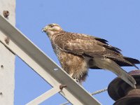 Buteo rufinus 10, Arendbuizerd, Saxifraga-Mark Zekhuis