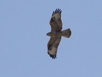 Buteo rufinus 11, Arendbuizerd, Saxifraga-Peter Meininger