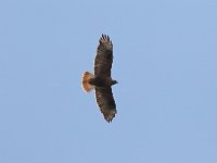 Buteo rufinus 12, Arendbuizerd, Saxifraga-Henk Baptist