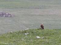 Buteo rufinus 15, Arendbuizerd, Saxifraga-Tom Heijnen