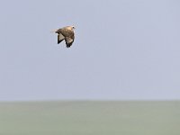 Buteo rufinus 16, Arendbuizerd, Saxifraga-Tom Heijnen