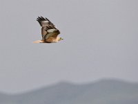 Buteo rufinus 17, Arendbuizerd, Saxifraga-Tom Heijnen